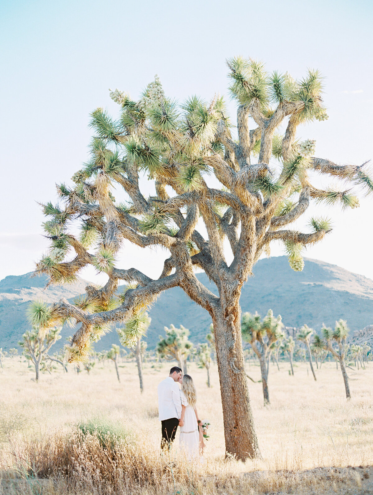 Engagement session beneath a Joshua Tree in golden desert light