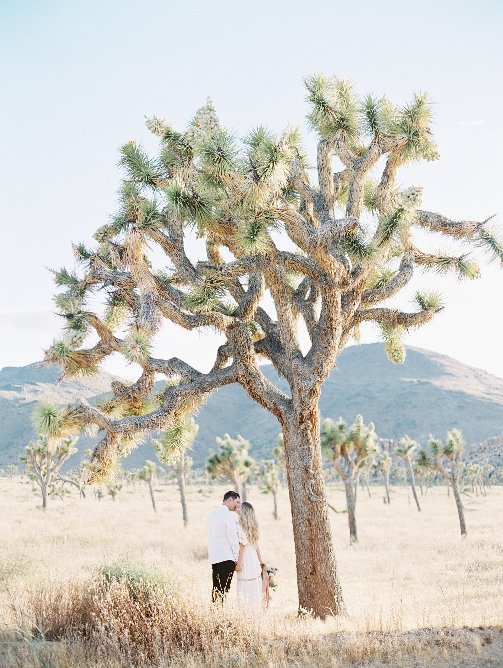 Two figures beneath a Joshua tree, the desert opening out behind them